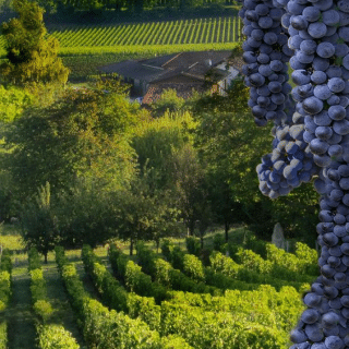 Visiter Bordeaux et séjourner dans un appart'hôtel Victoria Garden - Dégustation de vin