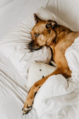 Animaux acceptés